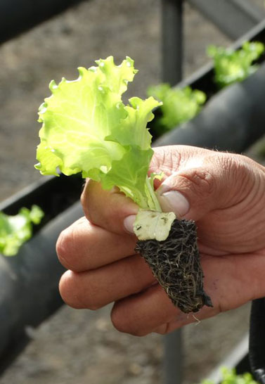 3. Biofertilizers, Biopesticides, and Microbiological Agents Modules: