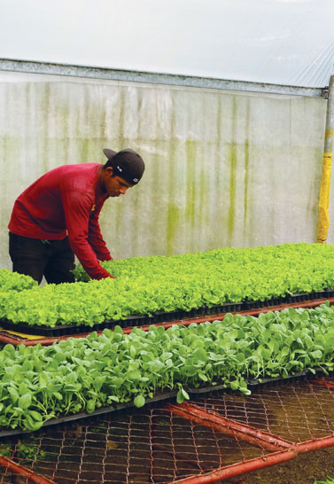 2. Plant Nursery: Agroforestry & Watershed Protection: